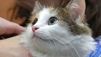 Duh…India ‘Deportasi’ Seekor Kucing ke Negara Asalnya Cina, Sabar ya Meong!